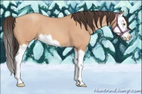 Horse Color:Amber Champagne Roan Splash 