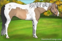 Horse Color:Bay Dun Tobiano