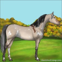 Horse Color:White Spotted Bay Dun