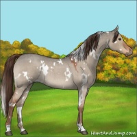 Horse Color:White Spotted Liver Red Dun Roan 