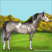 Horse Color:White Spotted Brown Dun Sabino Splash 