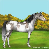 Horse Color:White Spotted Brown Dun 