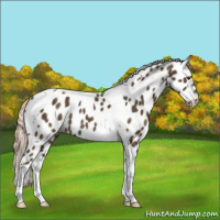 Horse Color:Chocolate Palomino Tobiano Leopard Rabicano 
