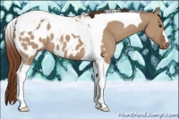 Horse Color:Red Dun Tobiano Appaloosa 
