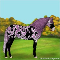 Horse Color:Watercolor Chestnut Splash Appaloosa 