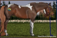 Horse Color:Liver Chestnut Tobiano 