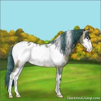 Horse Color:Watercolor White Spotted Bay Onyx Frame Appaloosa