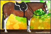 Horse Color:Bay Sabino 