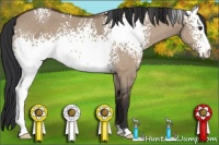 Horse Color:White Spotted Bay Dun 