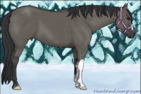 Horse Color:Grullo 