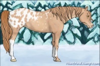 Horse Color:Gold Champagne Appaloosa 