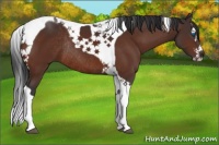 Horse Color:Brown Splash Tobiano Rabicano 