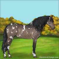 Horse Color:White Spotted Brown Dun