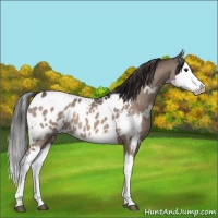 Horse Color:White Spotted Bay Dun Splash Appaloosa 