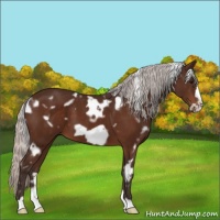 Horse Color:White Spotted Silver Bay Frame 