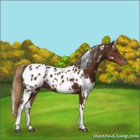 Horse Color:White Spotted Liver Chestnut Appaloosa