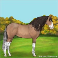Horse Color:Sable Champagne Splash 