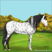 Horse Color:Brown Roan Appaloosa 