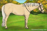 Horse Color:Palomino 