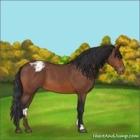 Horse Color:Bay Appaloosa 