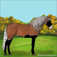 Horse Color:Silver Bay Splash 