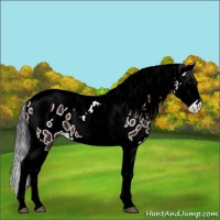 Horse Color:Brown Splash Tobiano Appaloosa 