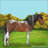 Horse Color:Bay Tobiano