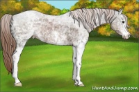 Horse Color:White Spotted Liver Chestnut Ice 
