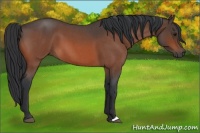 Horse Color:Bay Roan 