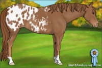 Horse Color:Chestnut Blanket 