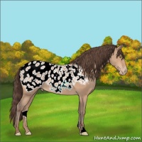Horse Color:Amber Champagne Appaloosa 
