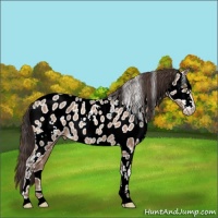 Horse Color:White Spotted Sable Champagne Appaloosa