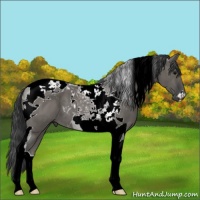 Horse Color:Grullo Tobiano
