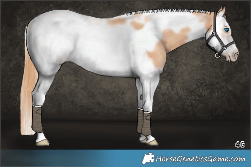 Horse Color:Gold Champagne Splash Tobiano Frame