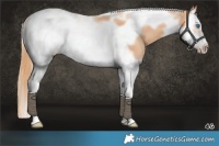 Horse Color:Gold Champagne Splash Tobiano Frame 