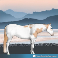 Horse Color:Gold Champagne Splash Tobiano Frame 