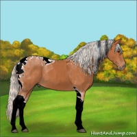 Horse Color:Silver Bay Tobiano