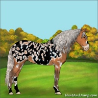 Horse Color:White Spotted Silver Bay Frame Appaloosa 