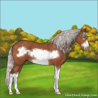 Horse Color:Silver Bay Sabino Splash Frame 