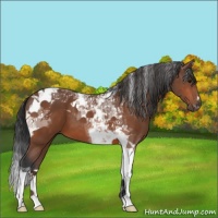 Horse Color:Bay Tobiano 