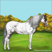 Horse Color:Brown Tobiano Near Leopard 