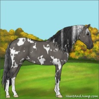 Horse Color:White Spotted Grullo
