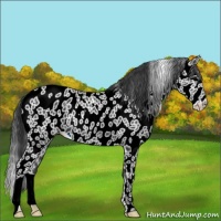 Horse Color:Black Appaloosa 