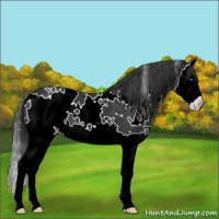 Horse Color:White Spotted Black Splash