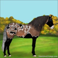 Horse Color:Bay Roan Splash Appaloosa