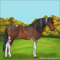 Horse Color:Brown Tobiano 