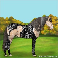 Horse Color:Bay Tobiano Appaloosa and Amber Champagne Tobiano