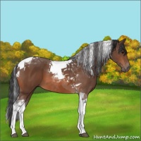 Horse Color:Bay Tobiano 