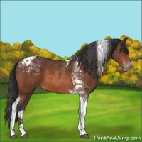 Horse Color:Bay Tobiano Appaloosa 
