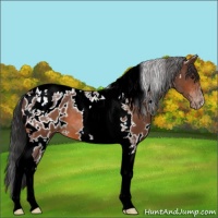 Horse Color:White Spotted Bay Tobiano Appaloosa